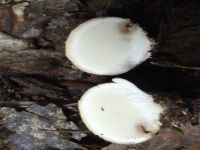 Dickschaliger Kartoffelbovist